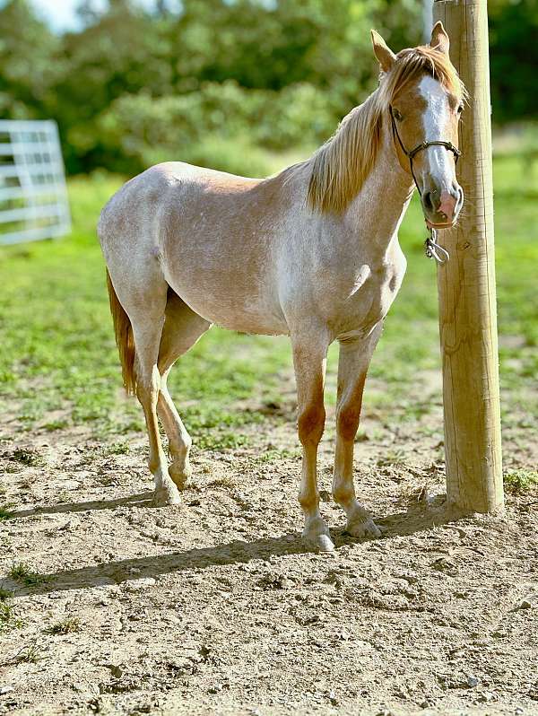 breeders-trust-tennessee-walking-horse