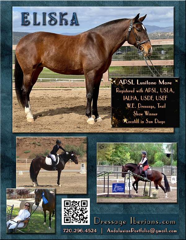 usef-lusitano-horse