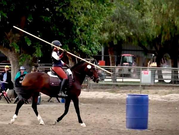 usdf-lusitano-horse