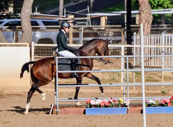 show-champion-lusitano-horse