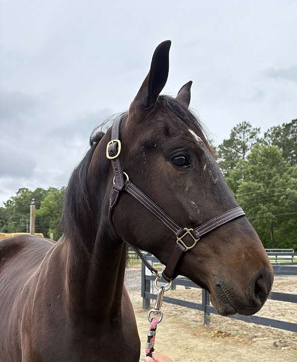 good-attitude-draft-horse