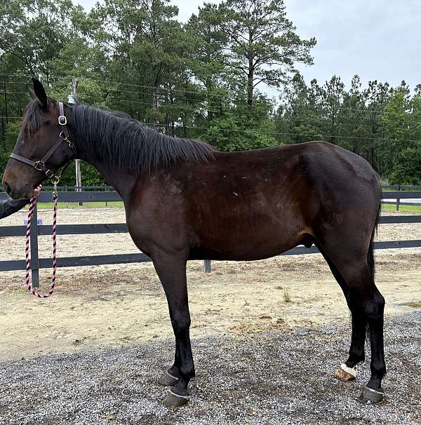 attitude-draft-horse