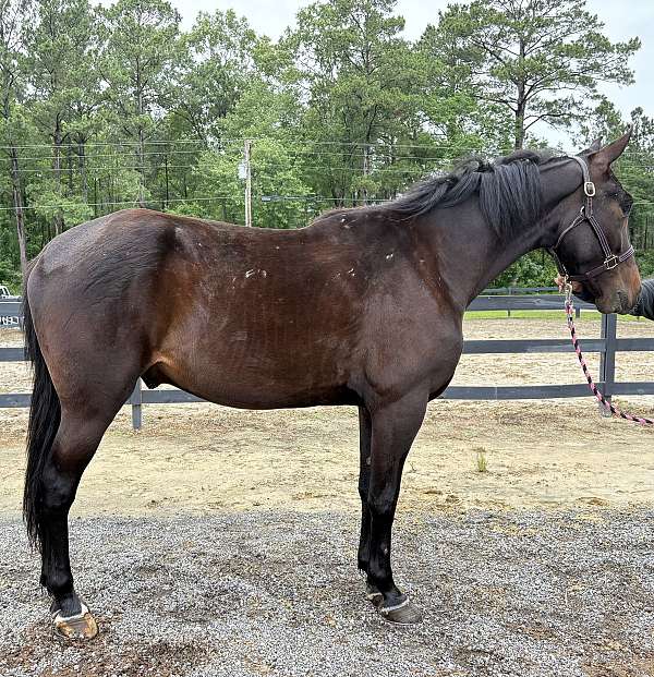 back-draft-horse
