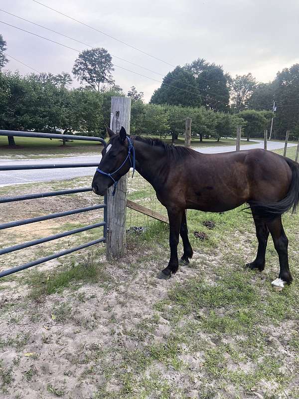bay-hoa-gelding