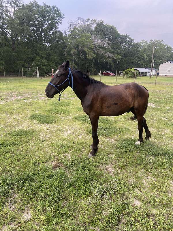 hoa-friesian-gelding