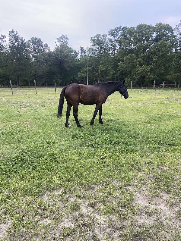 bay-hoa-horse