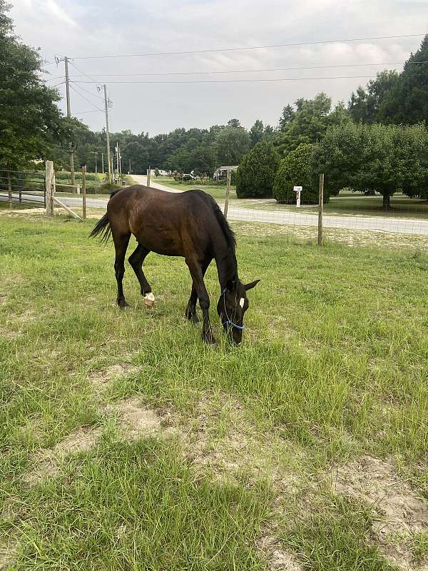 white-star-on-forehead-horse