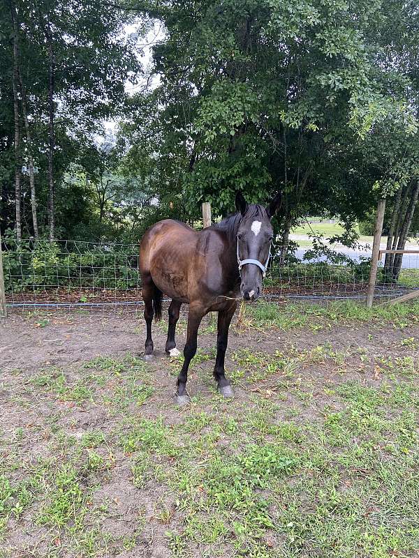 bay-white-star-on-forehead-horse