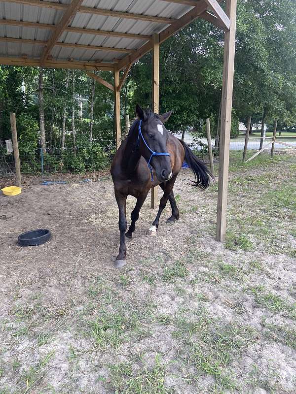 all-around-friesian-horse