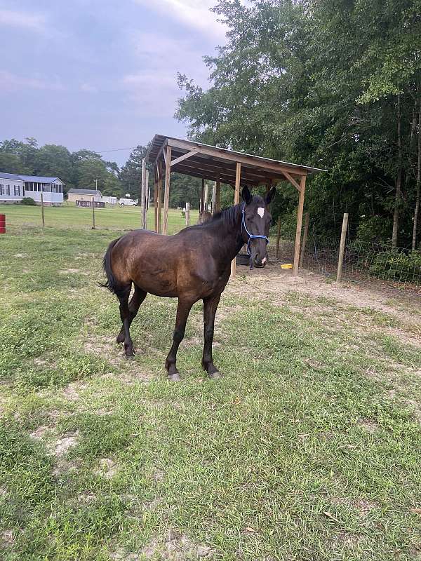 athletic-friesian-horse