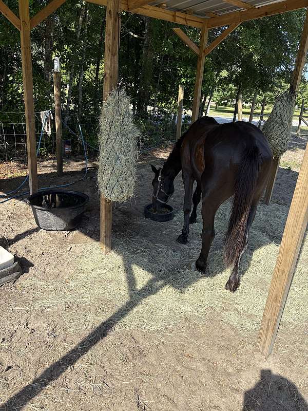 endurance-friesian-horse