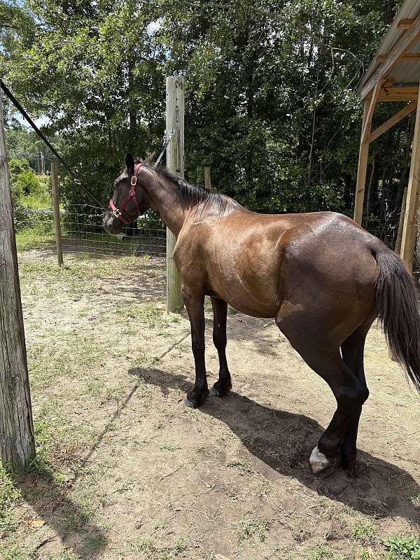 barrel-prospect-friesian-horse