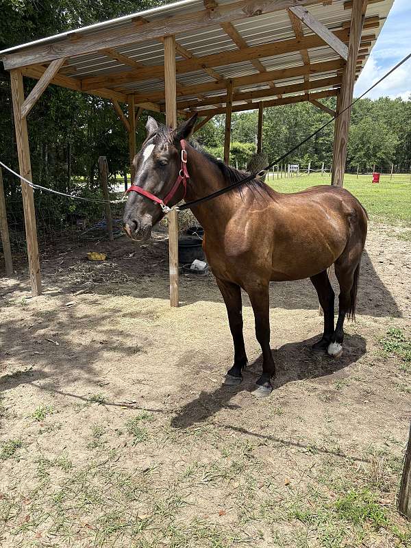 cash-offer-friesian-horse