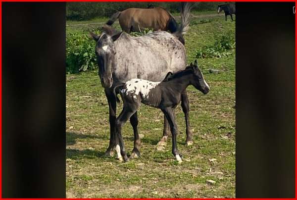 blue-roan-poa-mare