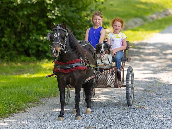 great-choice-pony