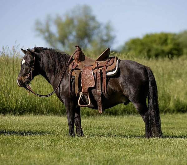 trail-ridden-pony