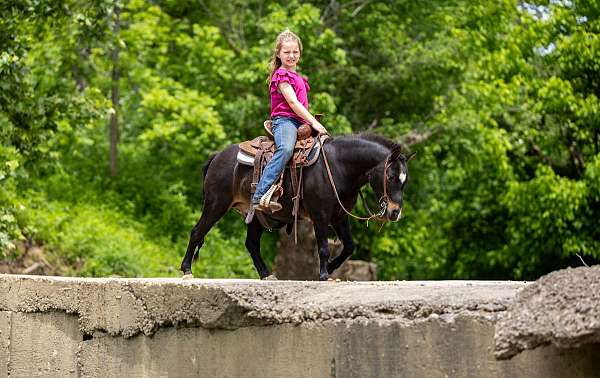 foundered-gelding