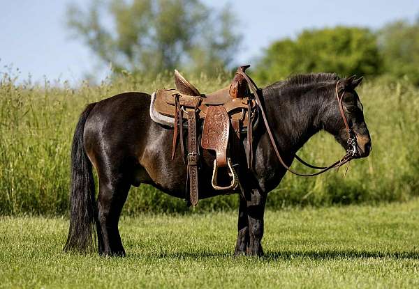 great-choice-gelding