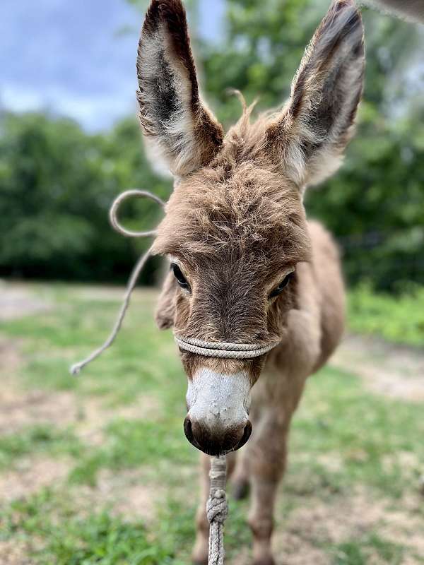 donkey-colt