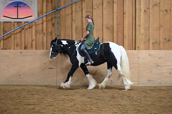beginner-gypsy-vanner-horse