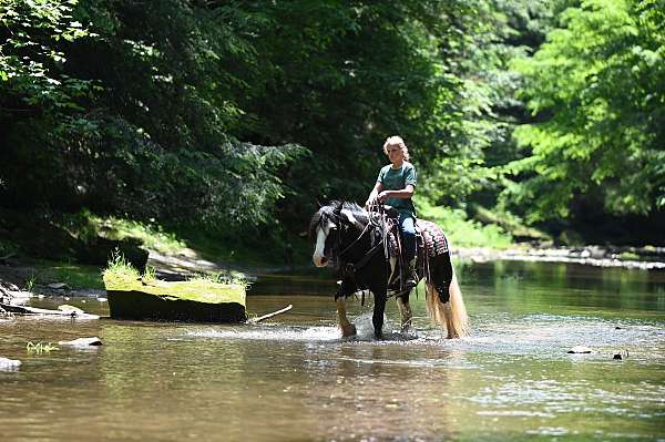 dressage-gypsy-vanner-horse