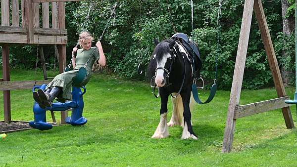 husband-safe-gypsy-vanner-horse
