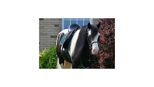 all-around-gypsy-vanner-horse