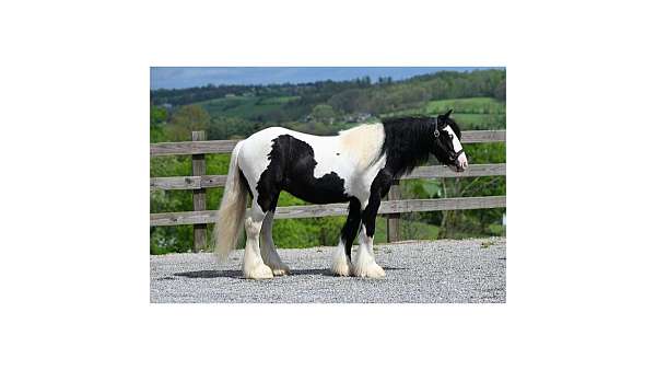 jumping-gypsy-vanner-horse