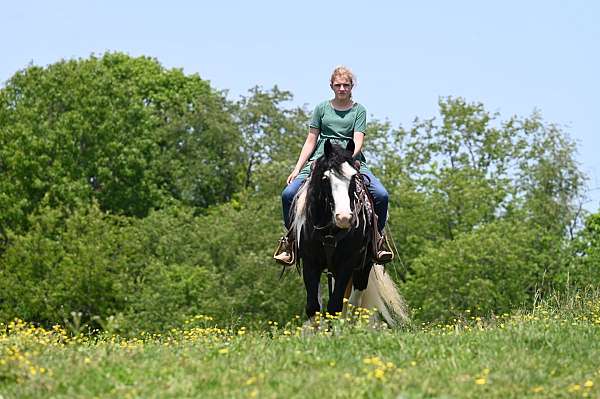 kid-safe-gypsy-vanner-horse