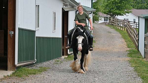 lesson-gypsy-vanner-horse