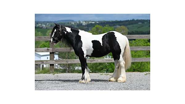 playday-gypsy-vanner-horse