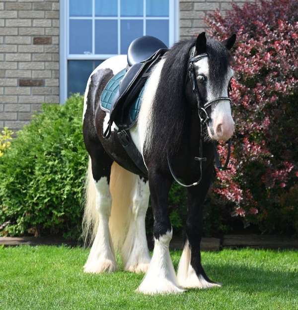 pony-club-gypsy-vanner-horse