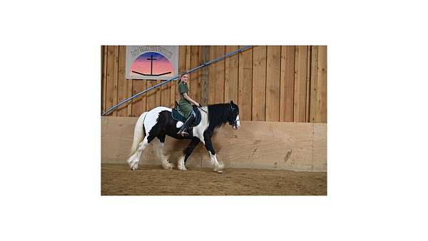 ridden-english-gypsy-vanner-horse