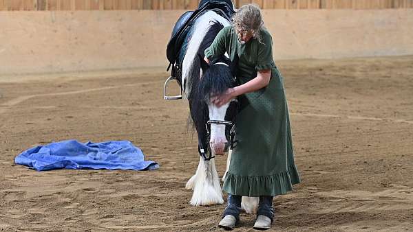 trail-riding-gypsy-vanner-horse