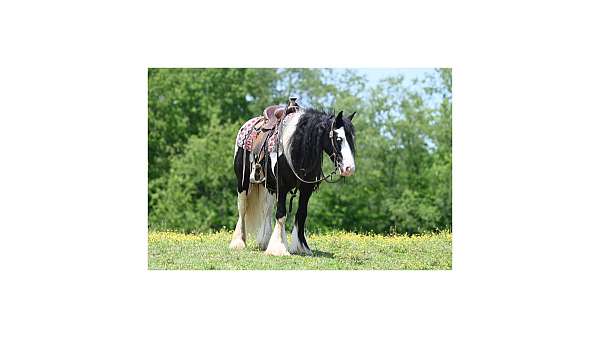 blackwhite-horse