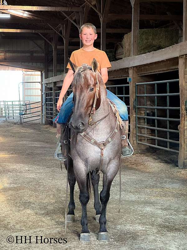 athletic-quarter-horse