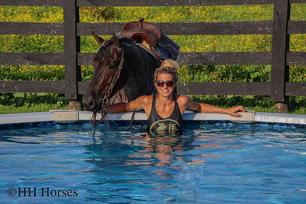 beginner-quarter-horse