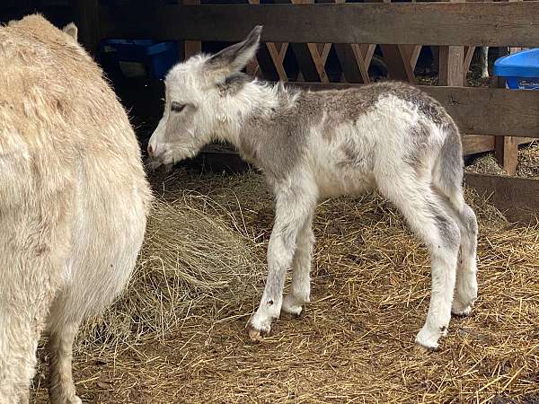 tricolor-spotted-woolly-with-mutation-spots-donkey