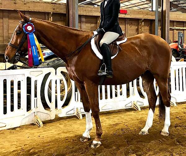 equitation-appendix-horse