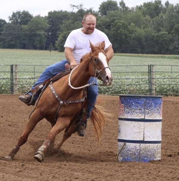 quarter-horse-for-sale