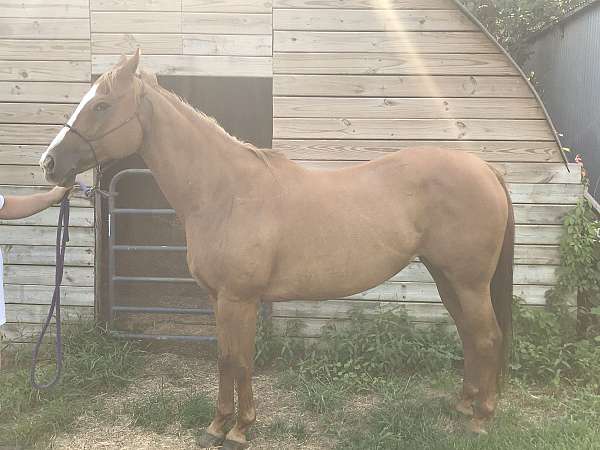 quarter-horse