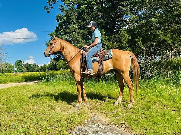 dun-halter-trail-horse