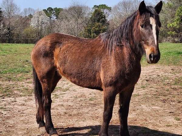 mustang-horse-for-sale