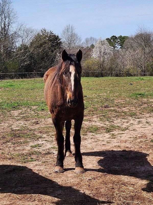 mustang-horse