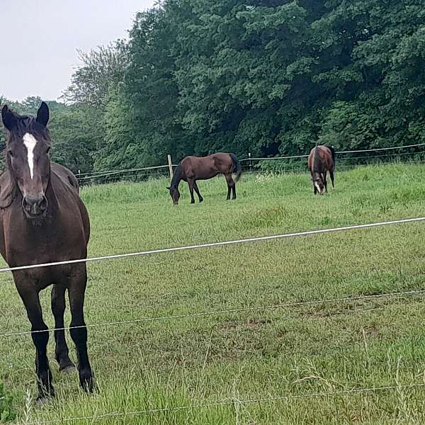 mustang-mare