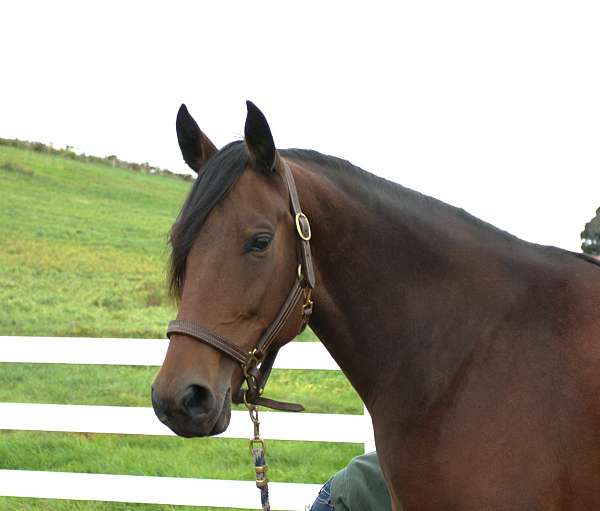 doing-well-morgan-horse