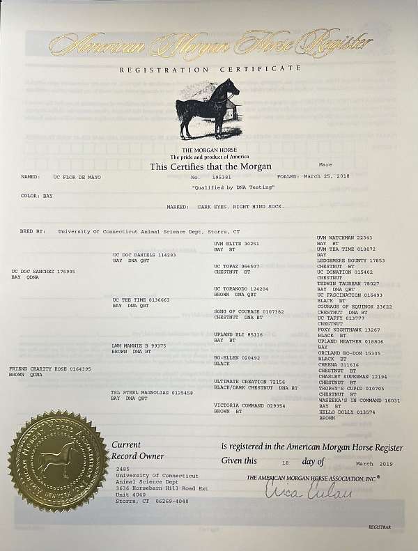 during-morgan-horse