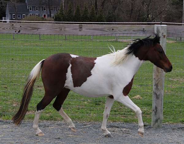 pinto-amhr-mare-foal