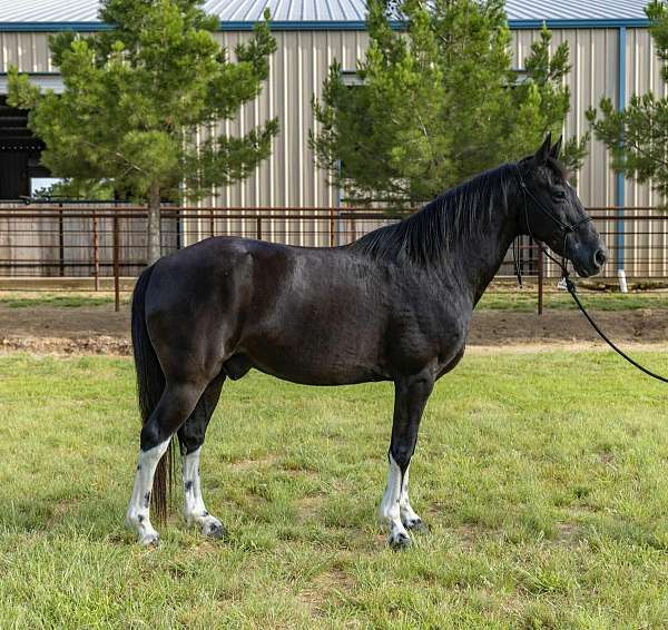 blue-roan-dark-points-horse