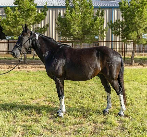 quarter-horse